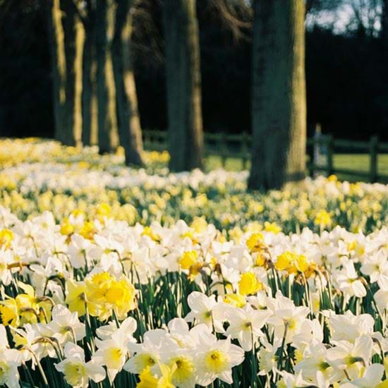 Daffodils Growing Between Trees At Sunset. Norfolk, Uk.