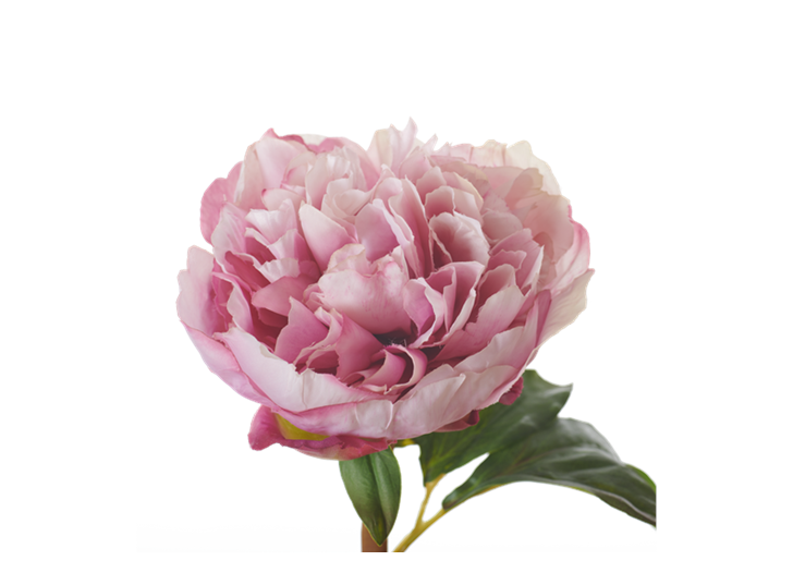 Peony Stem_Pink_Detail