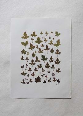Izzi Hudson - flower pressing