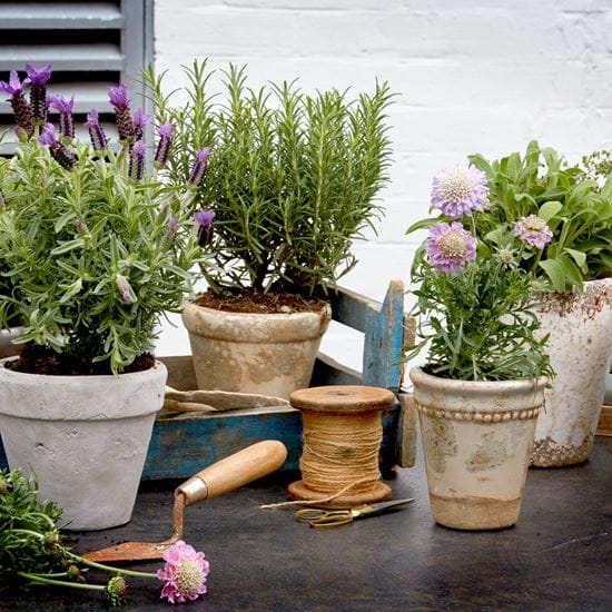PlantPots B