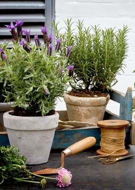 PlantPots B