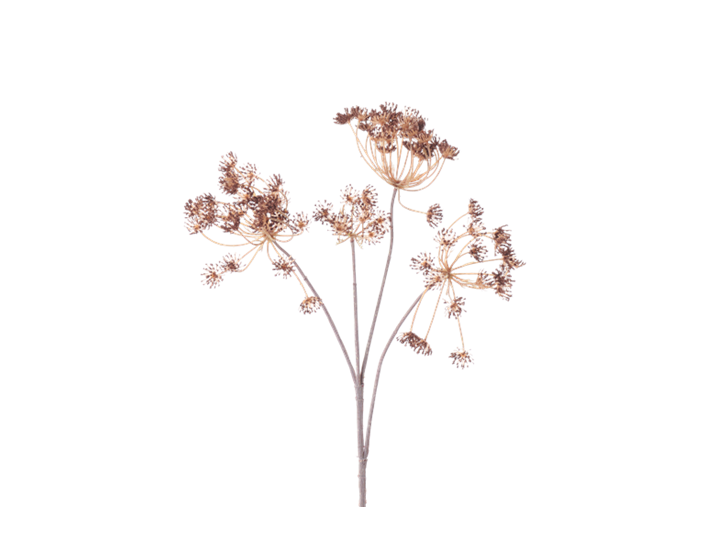 Queen Anne's Lace Stem_Russet_Square
