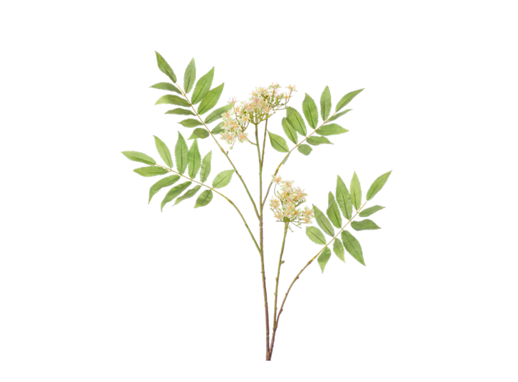 Rowan Blossom Stem_White_Square