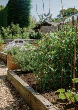 Kirsty's Vegetable Garden-20