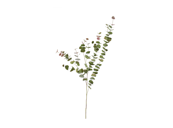 Eucalyptus Red BOx Spray_Russet_Front