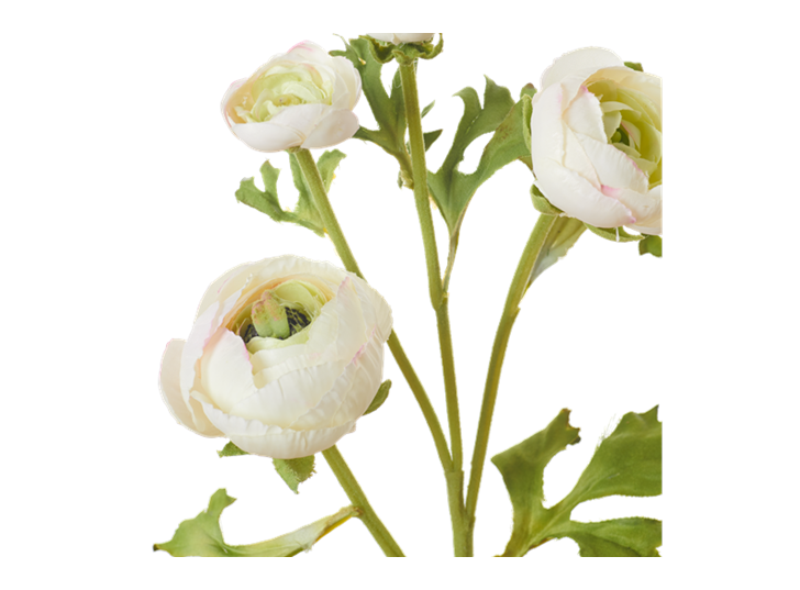 Ranuncula_White_Detail