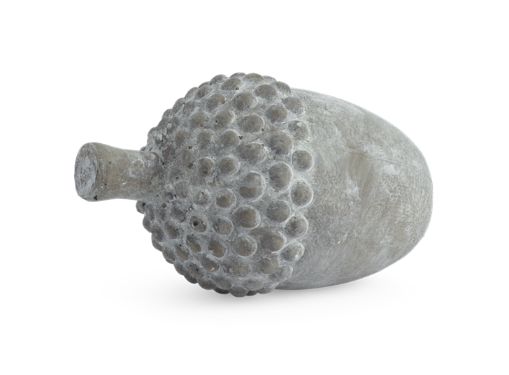 Quercus Acorn 2