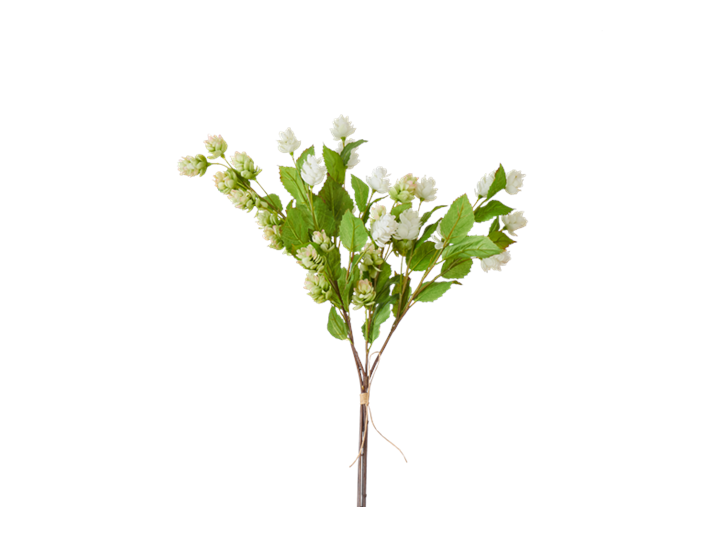 Hops Bunch_Green White_Square