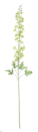 Delphinium Stem_Green_Front