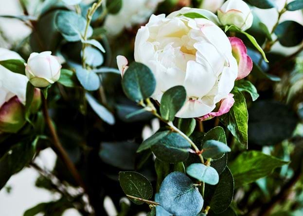 Peony - White
