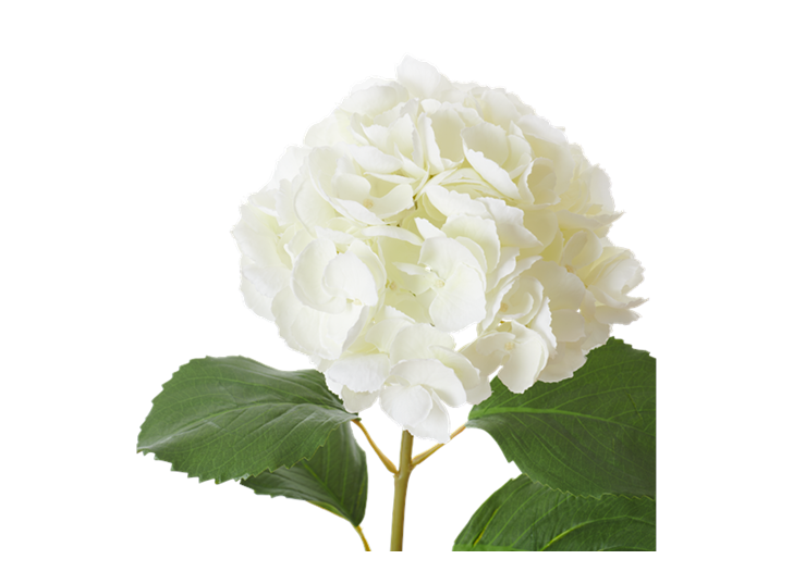 Hydrangea Stem_White_Detail