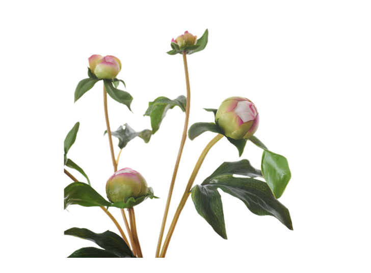 Peony Bud_Pink_Detail