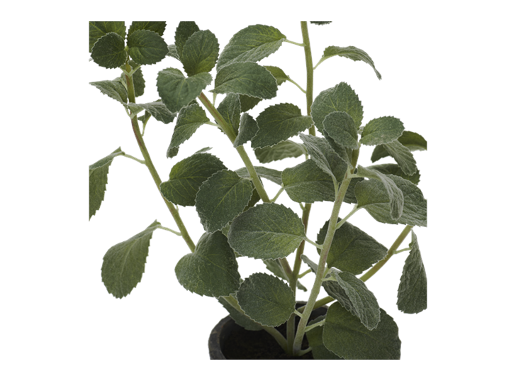Mint Plant Textured_Detail