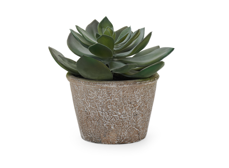 Echeveria Succulent Medium_Front