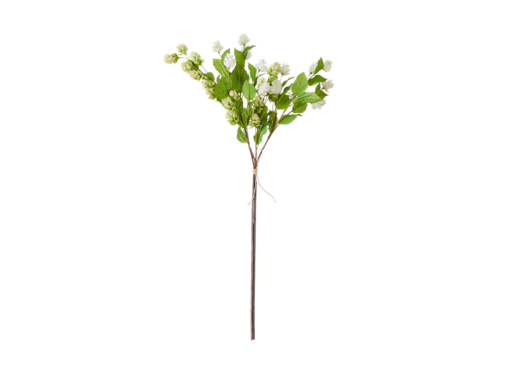 Hops Bunch_Green White_Front