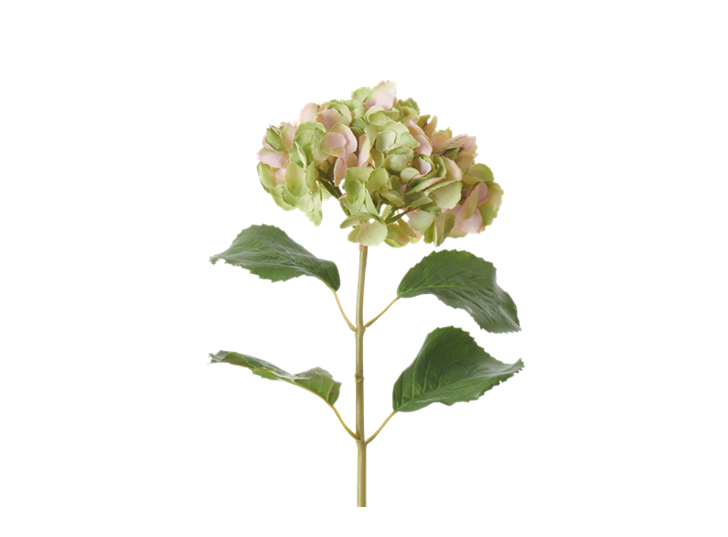 Hydrangea Stem_Soft Pink_Square