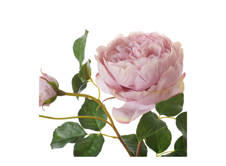 English Rose Short Stem_Dusky Pink_Detail