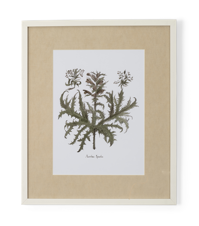 Clipsham Botanical Art - 5 - front