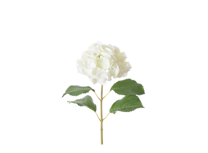 Hydrangea Stem_White_Square