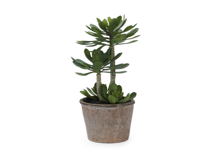 Echeveria Succulent Large_Front