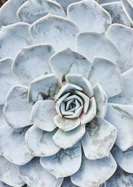 Grey blue succulent overhead