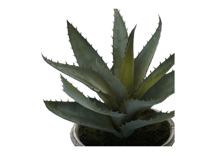 Aloe Vera Succulent_Detail