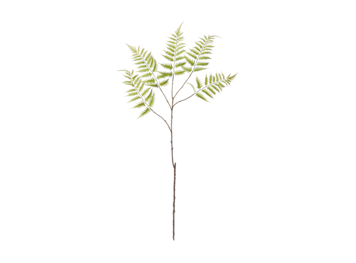 Lady Fern Large_Green_Front