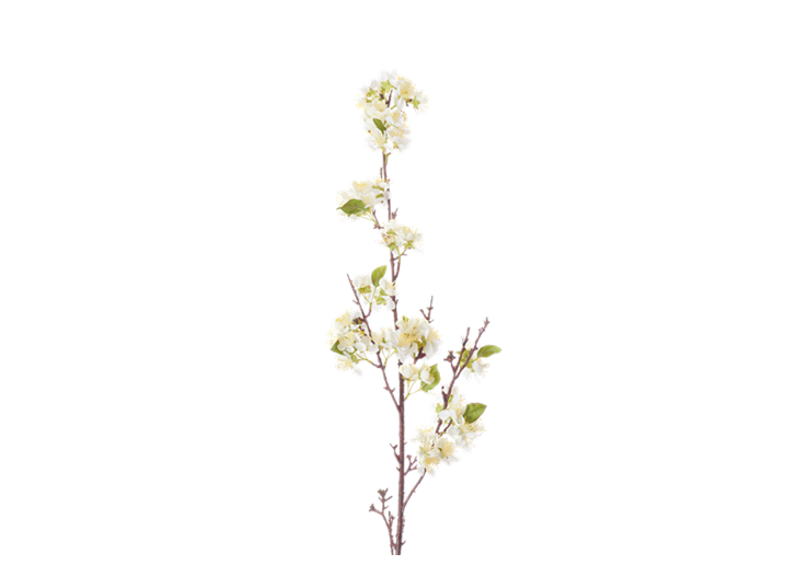 Apple Blossom_White_Square