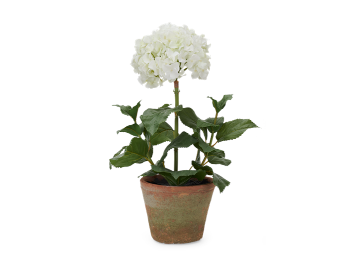 Potted Hydrangea Small_Front