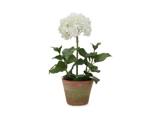Potted Hydrangea Small_Front
