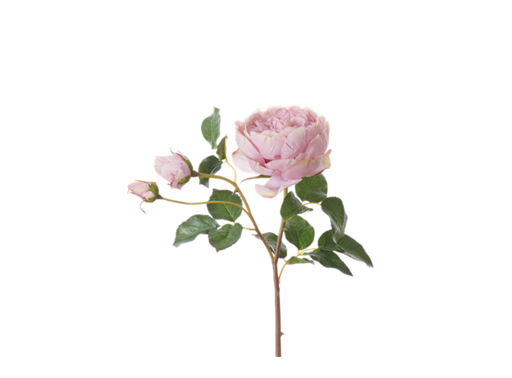 English Rose Short Stem_Dusky Pink_Square
