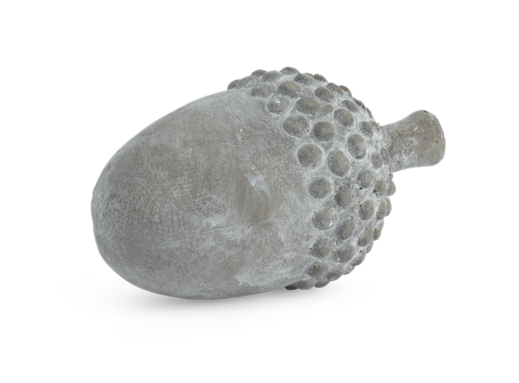 Quercus Acorn 1