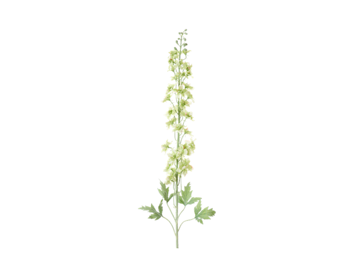 Delphinium Stem_Green_Square