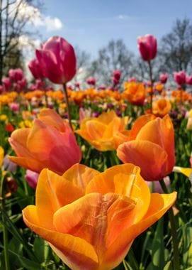 jonne-makikyro-djenis-m6jw-unsplash