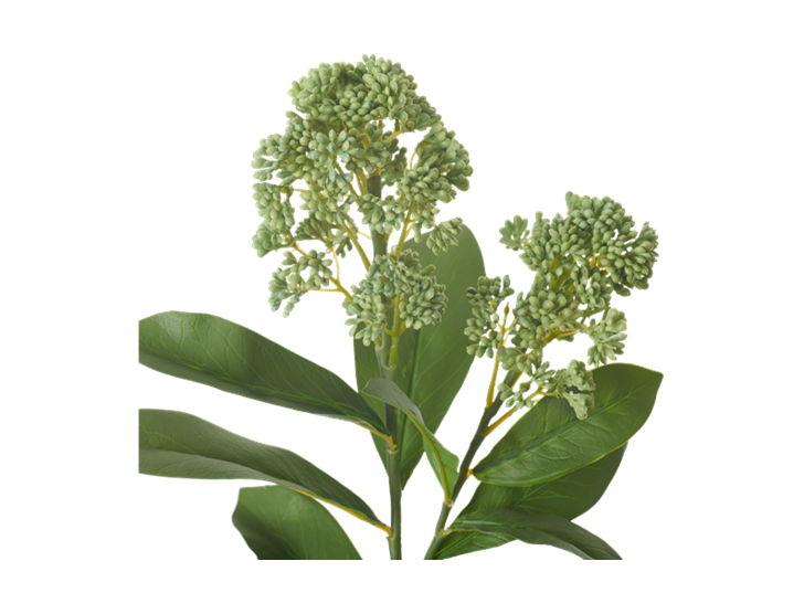 Skimmia Stem_Green_Detail