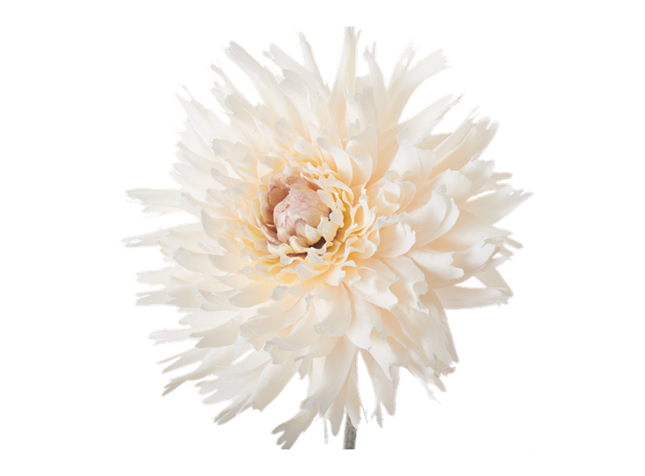 Dahlia Stem_Cream_Detail