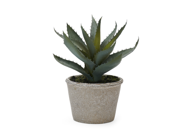 Aloe Vera Succulent_Front