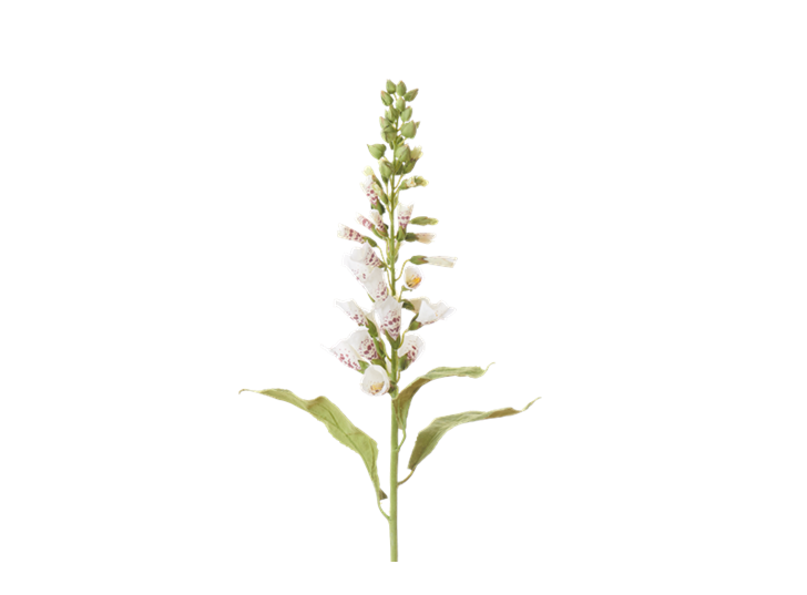 Foxglove Stem_White_Square