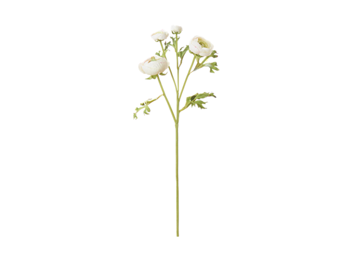 Ranuncula_White_Front