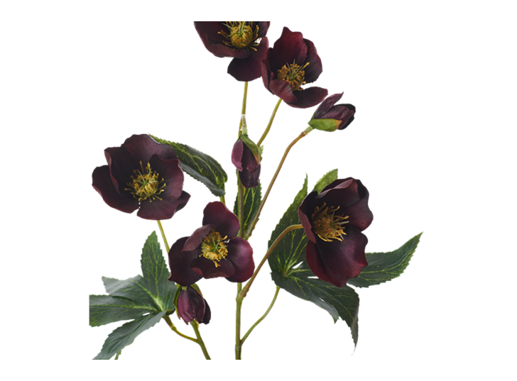 Hellebores Spray_Burgundy_Detail