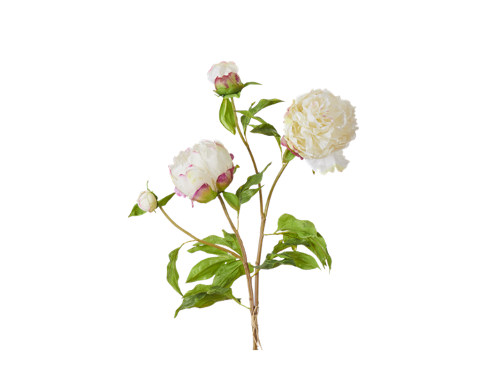 Peony Bundle_Petal Feel White_Square