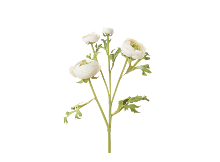 Ranuncula_White_Square