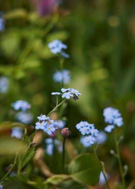 Jane Cumberbatch garden - 21/05/2021 13
