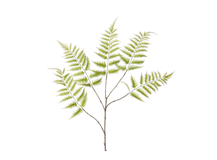 Lady Fern Large_Green_Square