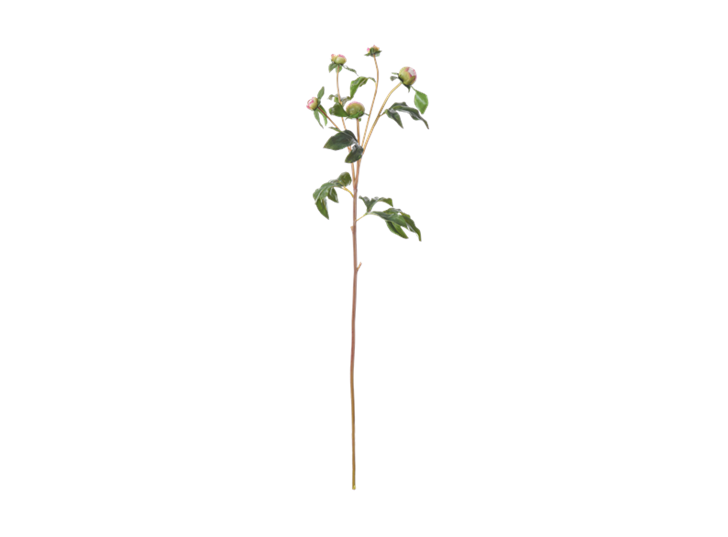 Peony Bud_Pink_Front