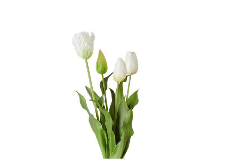 Tulip Bunch_Square