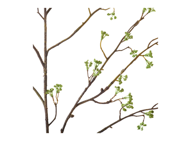 Corn Parsley Twig_Detail
