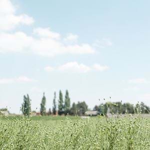 Flax_Field_Edit_Feb19