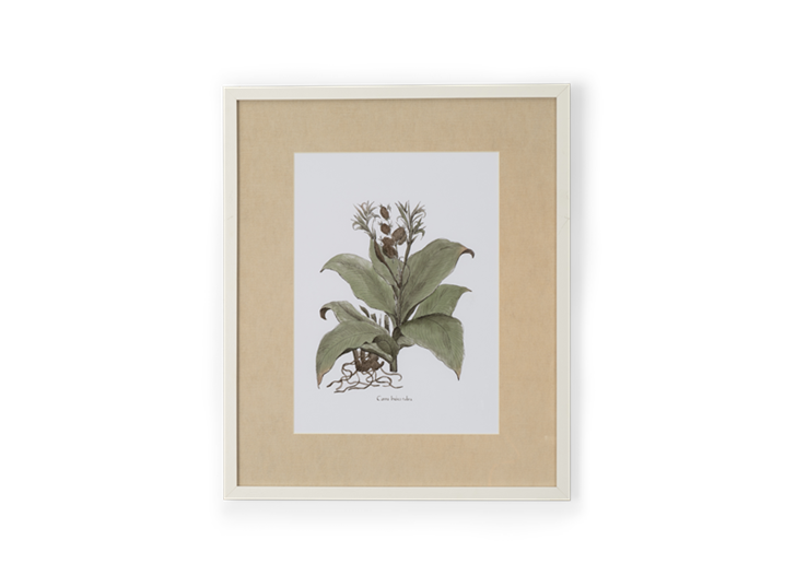 Clipsham Botanical Art - 7 - front