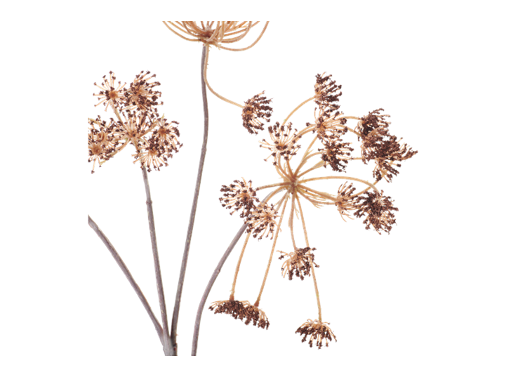 Artificial Russet Queen Anne S Lace Stems Neptune